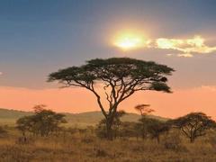 Die große Winterreise rund um Afrika 