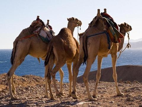 Suez-Kanal-Passage Kreuzfahrt ab Dubai bis Savona